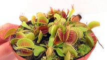 How to Feed a FLY to a Carnivorous Plant (Venus Fly trap)
