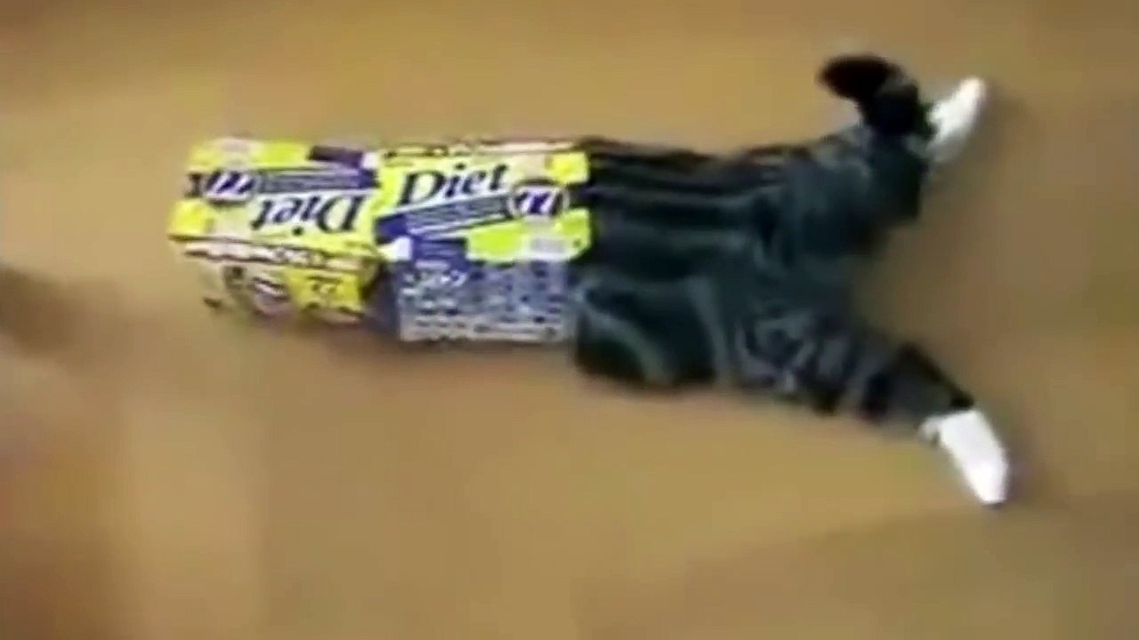 En Komik Kediler - Komik ve cesaretlı kediler izle