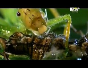 A Guerra dos Bichos Duelos Mortais T02XE01