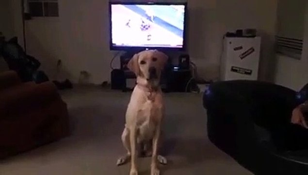 CACHORRO ESPERTO DEMAIS