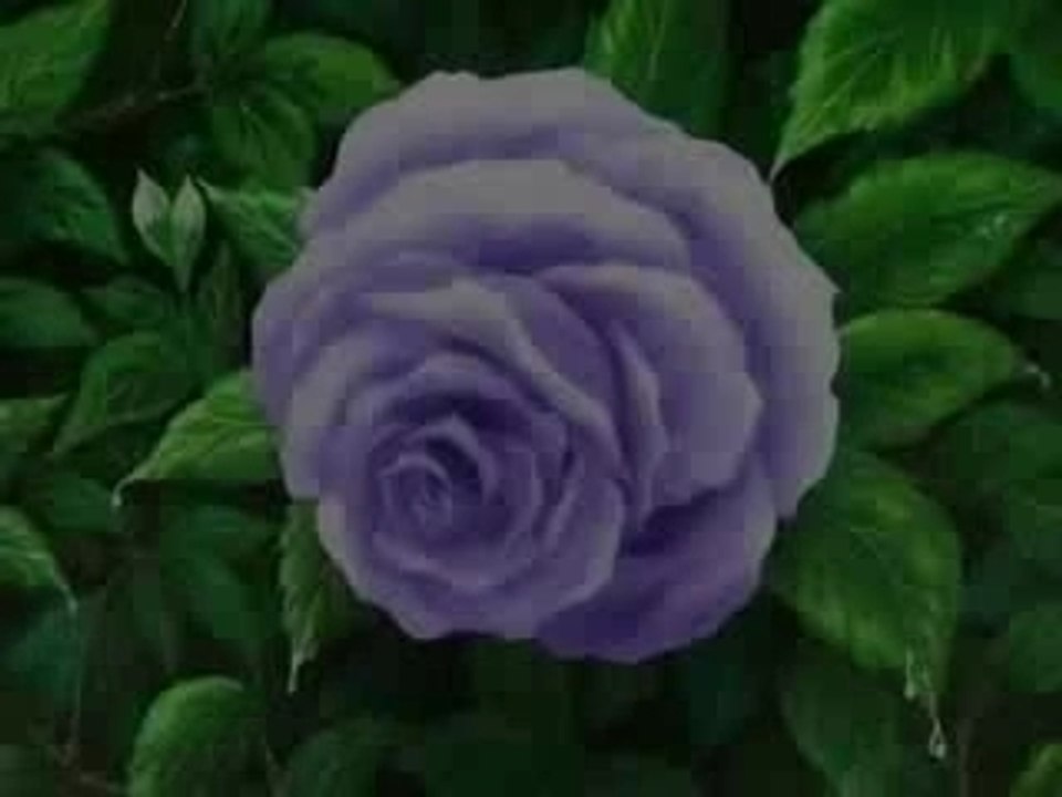 Ouran: Breaking the Habit