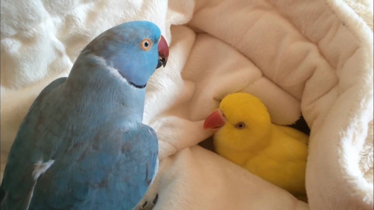 Snuggling parrot has a hard time getting out of bed