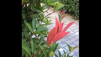 E frikësoi motrën për një vit, shikoni reagimin e saj