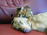 Köpeği masaj yaparak hipnoz eden kedi