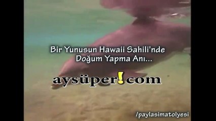 Bir Yunusun Hawaii Sahili'nde Doğum Yapma Anı