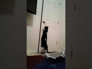 Clever Cat Learns How to Open Door