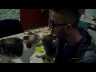 Sharing a Sandwich With Your Cat Might Be a Mistake