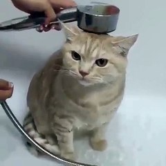 ‪Cute cat - Comment _Yes_ if you want to take shower with me!‬