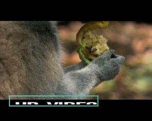 beautiful baby animals playing in forest