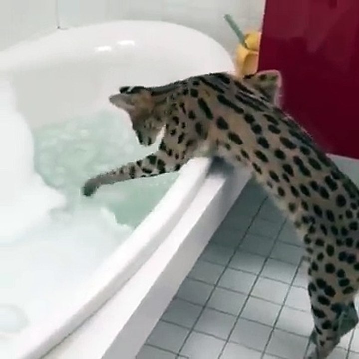 ‪Cute cat -
