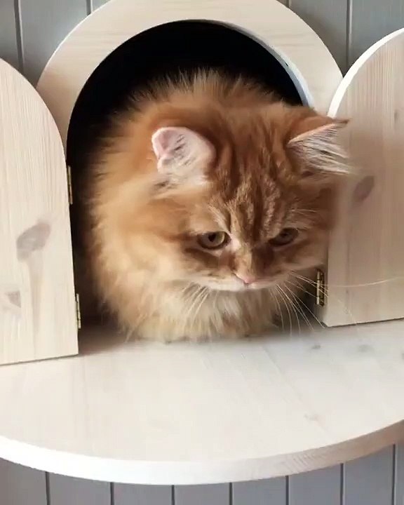 ‪Cute cat