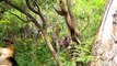 Cute Koalas Playing snny Koala Bears [Funki