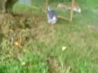 Sakura under the manderin tree