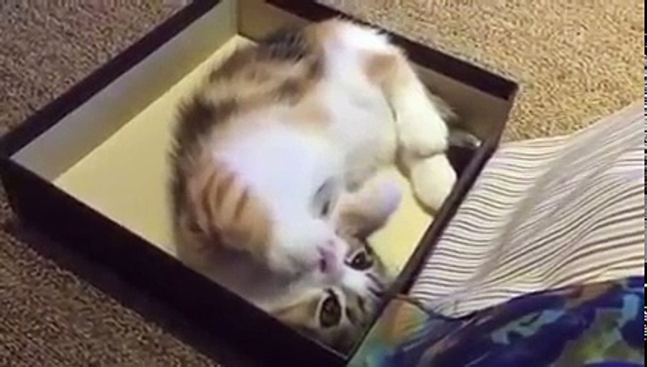 Un chaton commence à sucer son pouce comme une tétine, jusqu'à ce que... le résultat est TROP mignon !