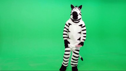 Dancing Zebra Footage- Last Week Tonight with John Oliver (HBO)