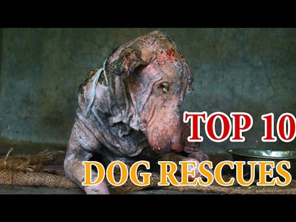TOP 10 DOG RESCUES