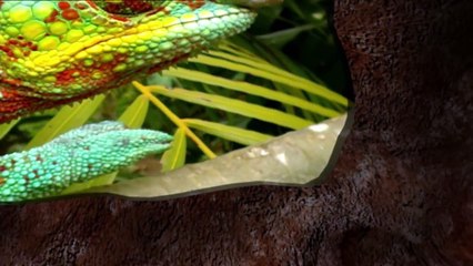 Los herederos de Gengis Kan - ¡Ahora en alta calidad! (Documental completo)