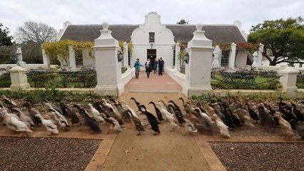 This is what 1,000 Indian Runner ducks on their way to work looks like