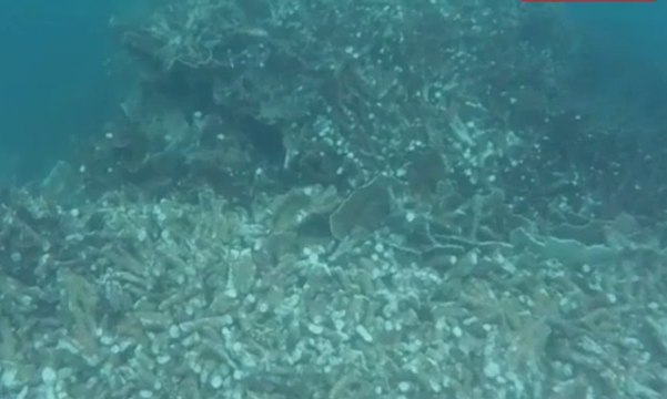 Ribuan Meter Terumbu Karang Rusak Akibat Kapal Tongkang