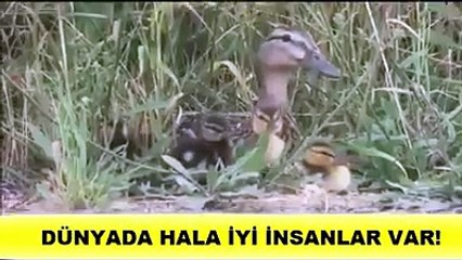 ördek yavruları tek tek kurtarılıyor anne ördek ise tüm yavrularının kurtarılmasını sabırla bekliyor