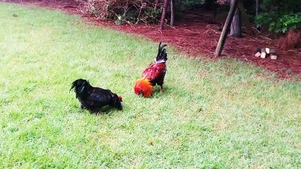 Un dindon intervient pour arrêter un combat entre deux coqs