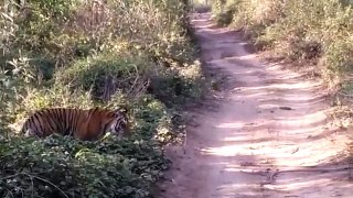 wild || videos || wildlife || animals || corbett national park || uttrakhand || tiger || videos || jungle || safari