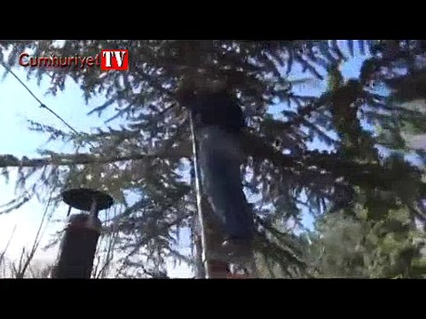 Ağaçta mahsur kalan kediyi mahalle sakini kurtardı