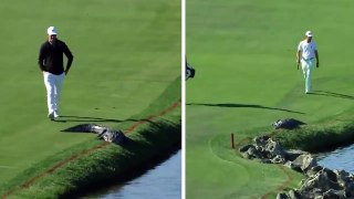 Un autre golfeur se retrouve avec un alligator sur le green mais sa réaction n’est pas la même