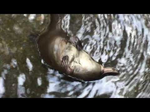 Platypus Scratches Its Tummy Below Mountain Waterfall