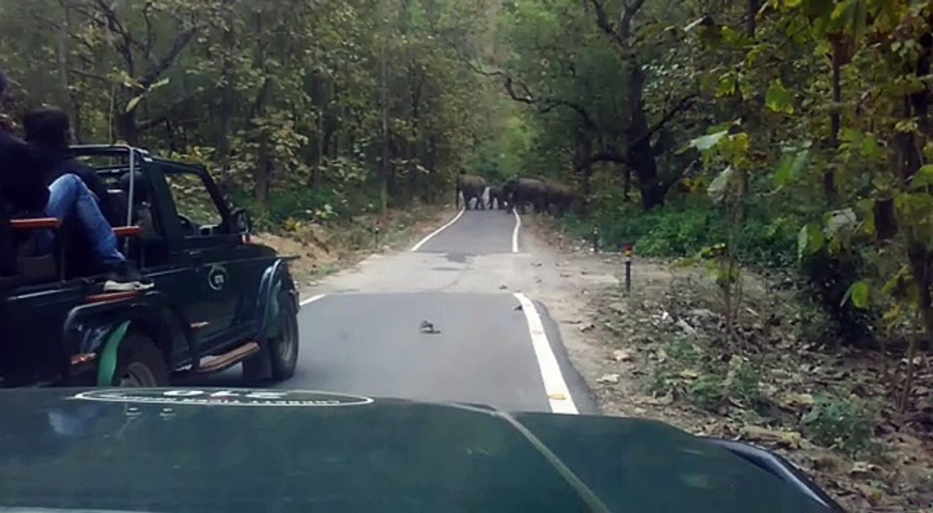 elephant || elephant video || wild ||wild animals ||wildlife|| jim corbett national park || animals || jungle|| safari