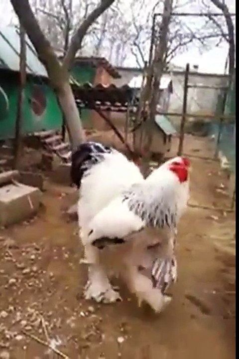 Vous n'en croirez pas vos yeux en découvrant la taille improbable de ce coq