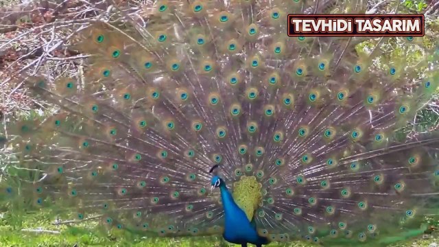 gur-aanı keriymden başkasına evet diyen herkes kaafirdir anayasa gur-aan değilse o devlet kaafirdir