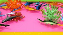 Learning Sharks Sea Animals with Shark Toys Educ
