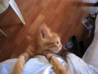 Gatito hambriento ve comida por primera vez en varios días y no puede contener su emoción.