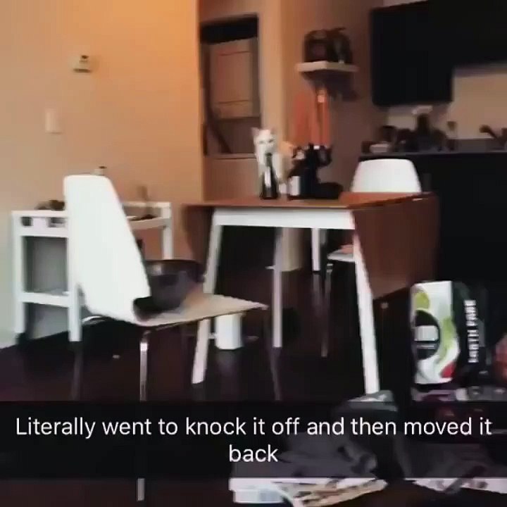 Una gata muy astuta es descubierta y actúa de forma muy graciosa, como si nada sucediera.
