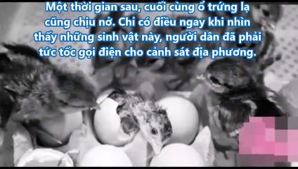Bring the strange egg in the hills to hatch for hen, hatched to the village to call the police immediately