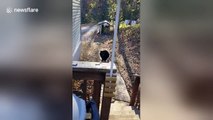 Bear cubs wander onto porch