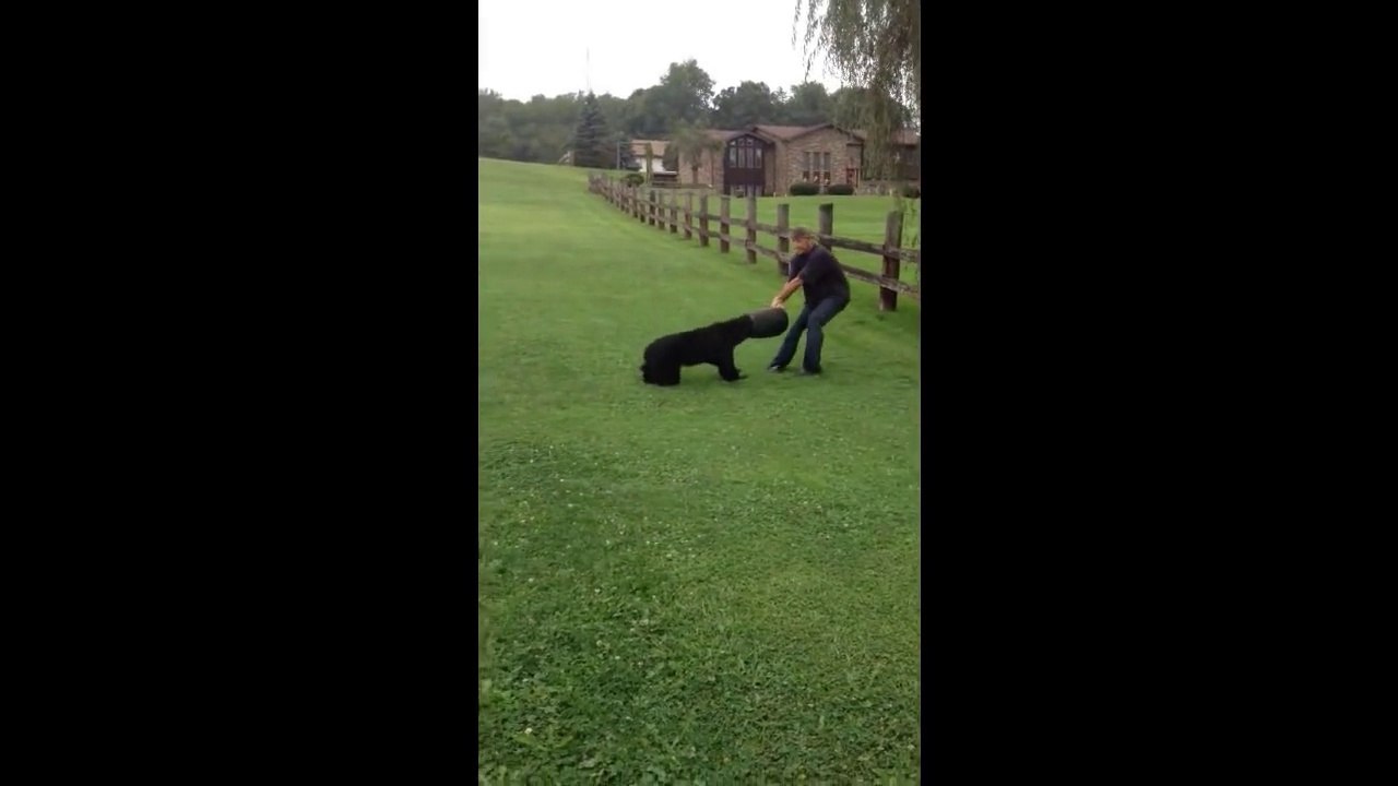 Casal Fugia Desesperadamente De Um Animal Selvagem Até Que Viram Algo Estranho Na Cabeça!