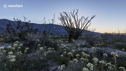Spring's arrival looks absolutely amazing at Anza-Borrego Desert State Park
