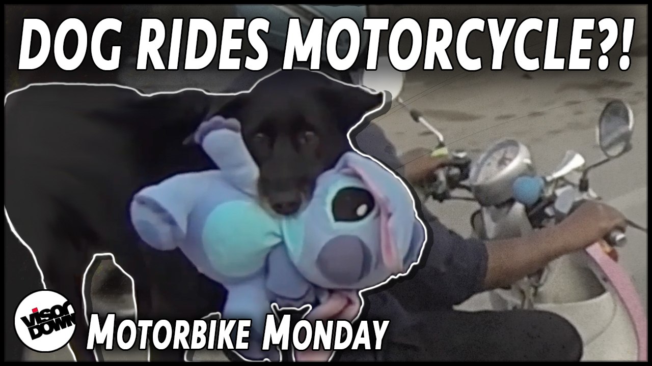 Dog riding pillion on motorcycle?!