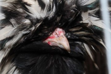 Onlarca Çeşit Süs Tavuğu Müzayedede Satışa Çıktı