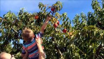 A Day In The Life Of An Orchard Worker