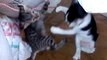 Amazing kitten playing !! Sweet cats !! Friendly Pets