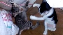 Amazing kitten playing !! Sweet cats !! Friendly Pets