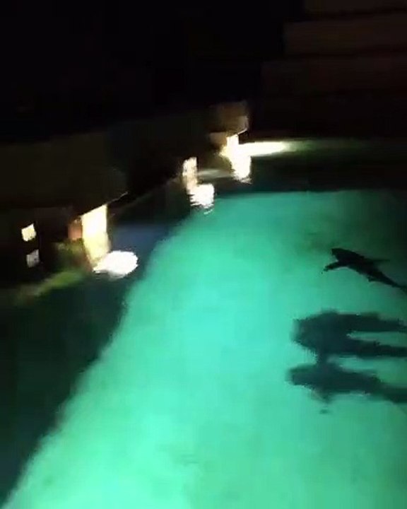 Il saute dans un bassin de requins et manque de...