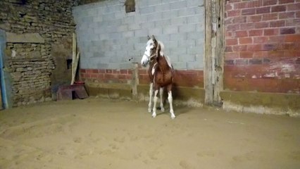 1er laché manège roulade mars 2017