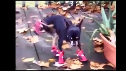 【閲覧注意】ワンコがマジギレした時、口元掴むと予想外の結果にｗｗ