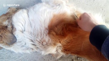 Blind dog gets grumpy if you stop brushing his coat