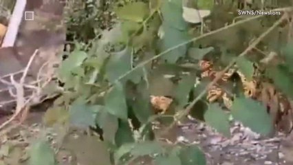 Horrific Video shows Tiger Crushed Under Earthmover After Deadly Mauling