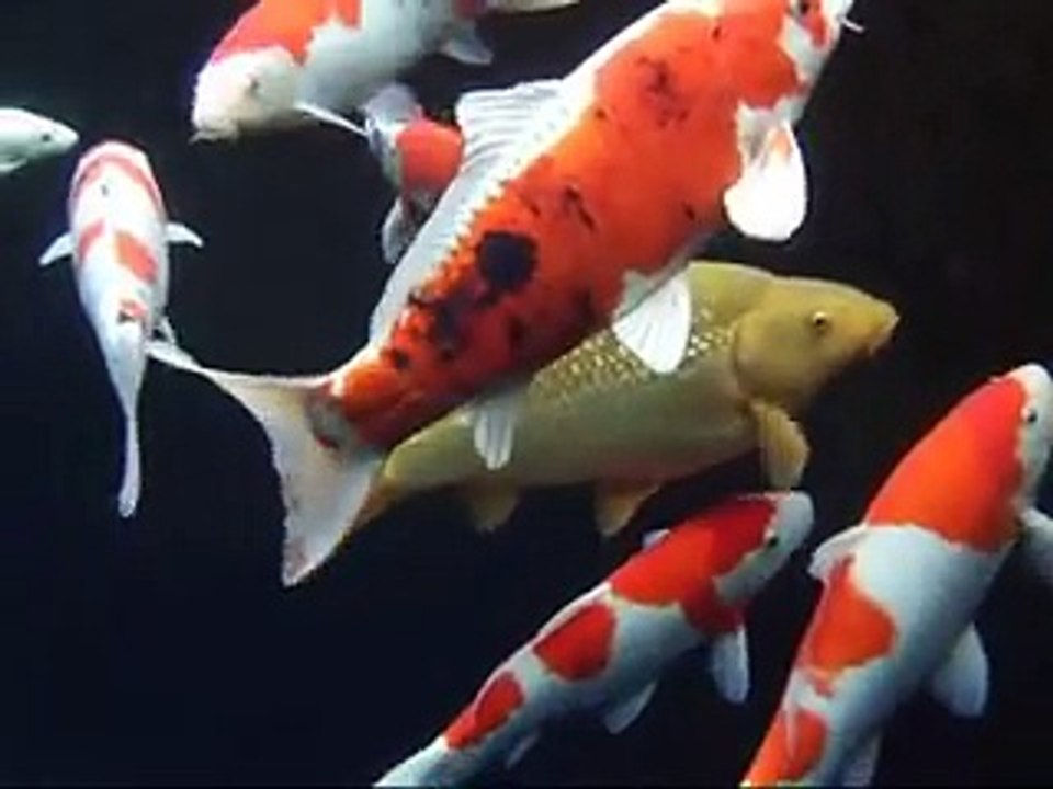 Cá chép koi tiền tỷ của nhật bản đẹp mê hồn